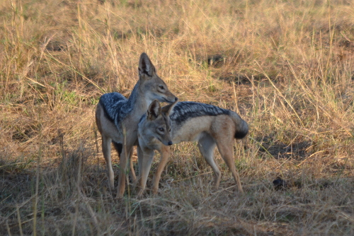 Two black-backed jackals.