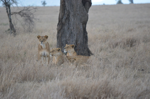 Three lionesses and a kitten.