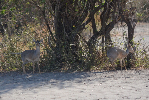 A pair of dik-diks resting in the shade.