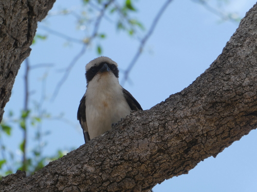 A Masked Shrike.