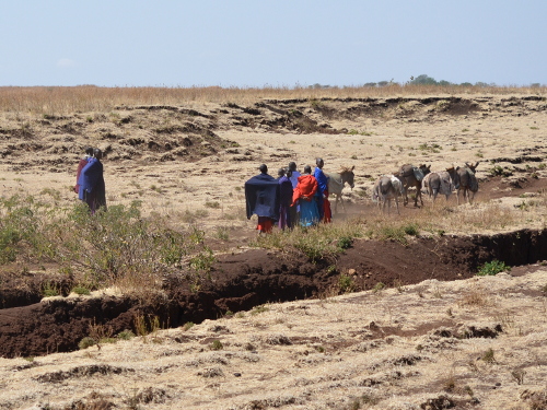 Maasai herders in the bush.