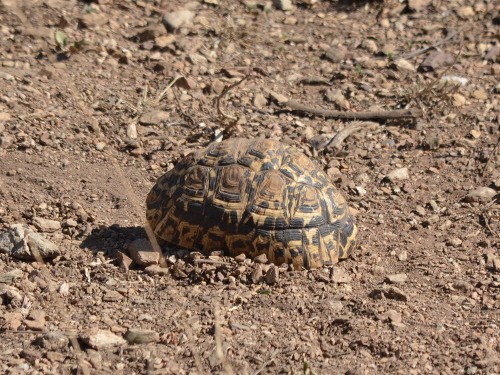 A Leopard Tortoise.