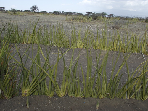 Oldupai plants.