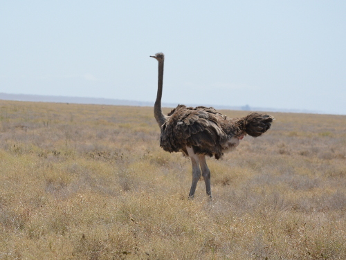 An Ostrich.