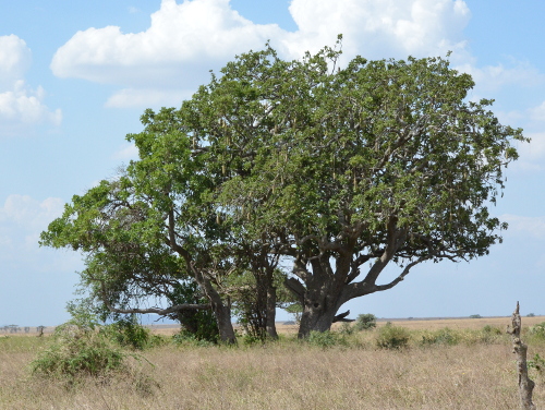 A Sausage Tree.