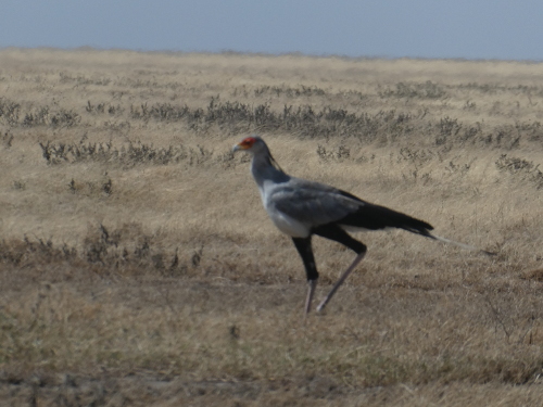 A Secretary Bird.