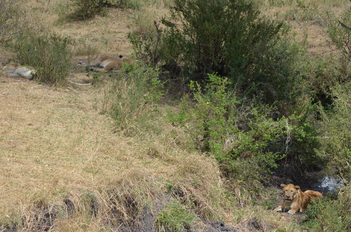 A group of lions sleeping and a lion hiding.