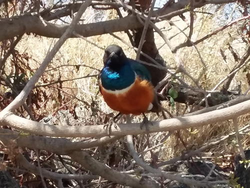 A Superb Starling.