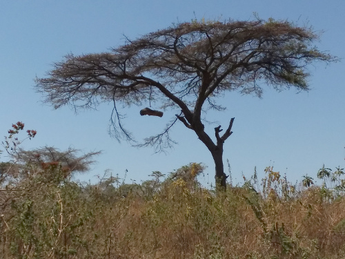 An umbrella Acacia tree.