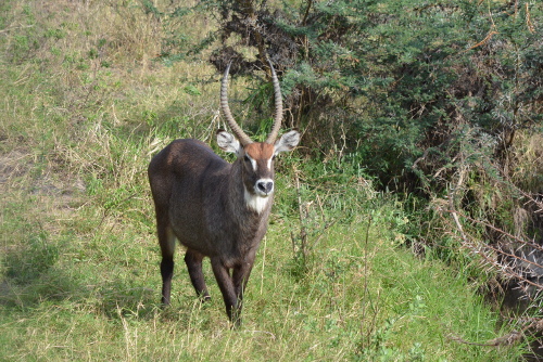 A male waterbuck.