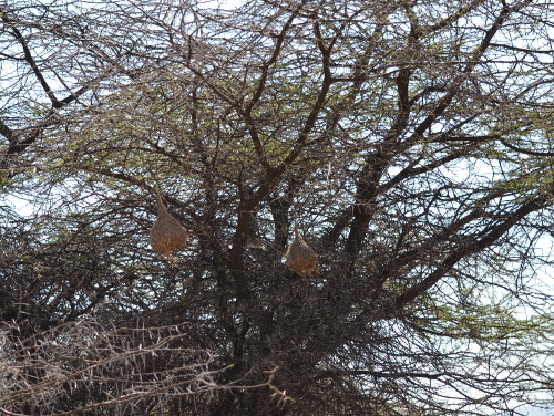 A pair of weaver nests.