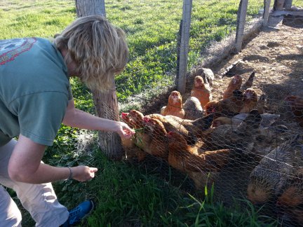 Feeding the chickens.