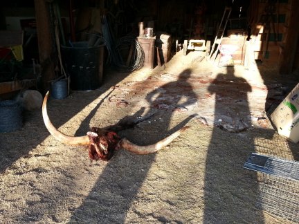 Cow head in a barn.