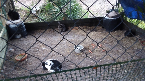 Five rescued bunnies.