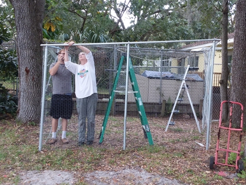 Building a pen for the rescued rabbits.