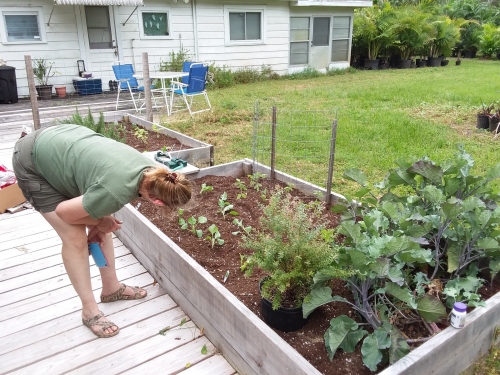 Replanting the garden in Autumn.