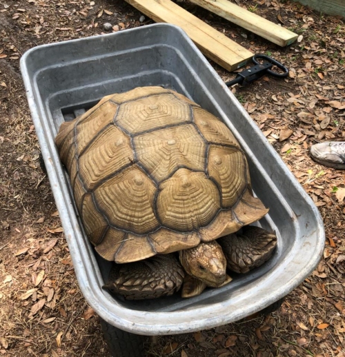 Yertle the giant tortoise riding in our garden wagon.