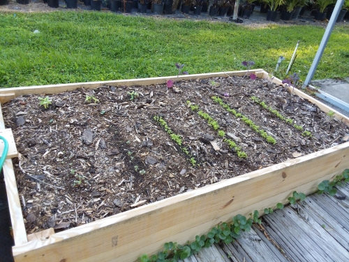 Plants growing in the garden.