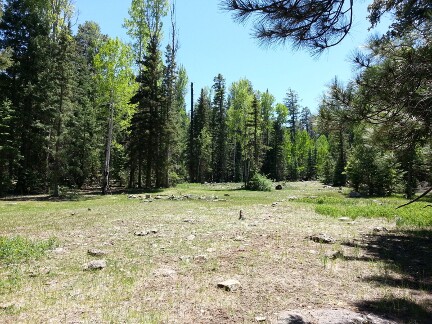 A clearing high in the White Mountains.