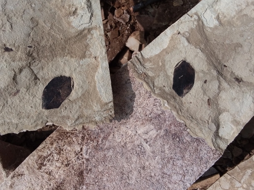 Fossil leaves found at Douglas Pass.