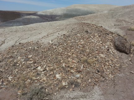 Petrified wood in the badlands.