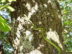 A snake in Oklahoma