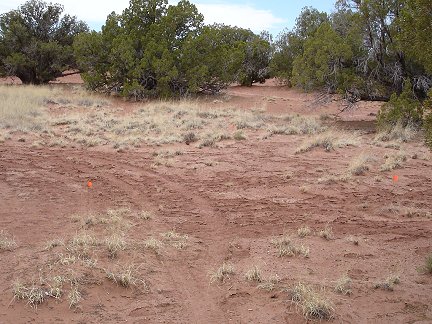 Flags marking the future location of a cabin on my remote Arizona property.