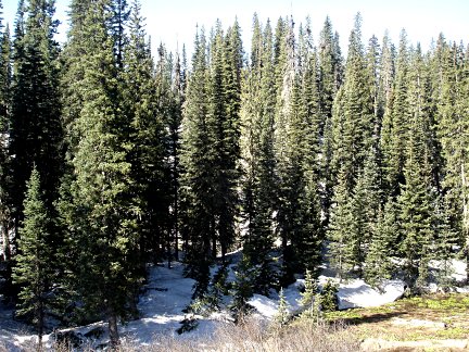 Snow at Wolf Creek Pass, Colorado on June 2nd