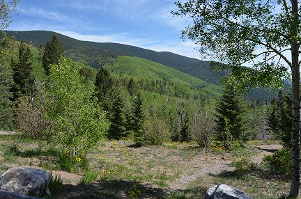 Aspens and firs in the mountains high above Santa Fe.