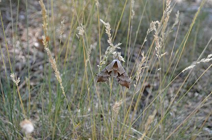 A moth on a blade of grass by the stream.