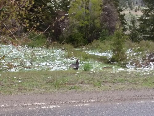 A female turkey crossing the road in Wyoming