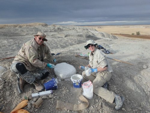 Making a plaster jacket around a fossil skull.