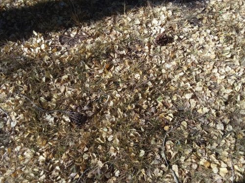 Fallen aspen leaves.