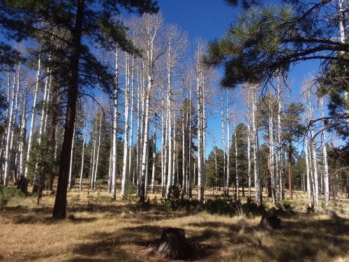 Bare aspen trees.