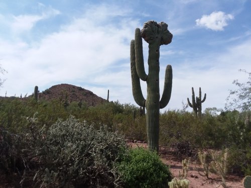 A crowned saguaro.