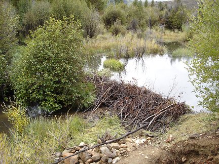 A bever dam on Cache Creek