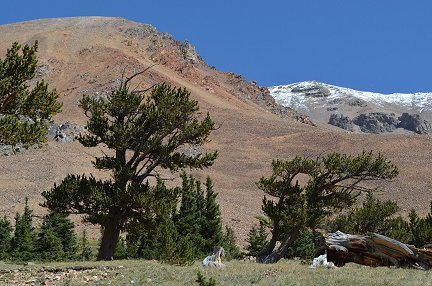 Bristlecone pine trees at the tree line above Alma, Colorado.