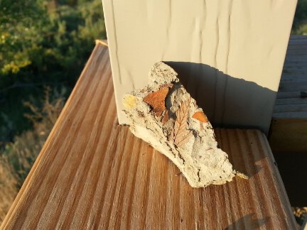 fossil leaves embedded in rock matrix.