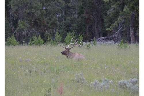 A bull Elk with a huge rack.