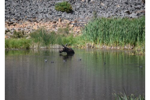 A moose at Yellowstone National Park.