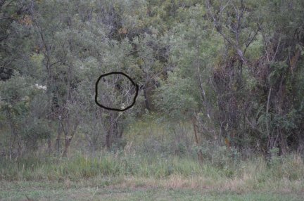 Almost got a photo of a bear on Bartlett Mesa.